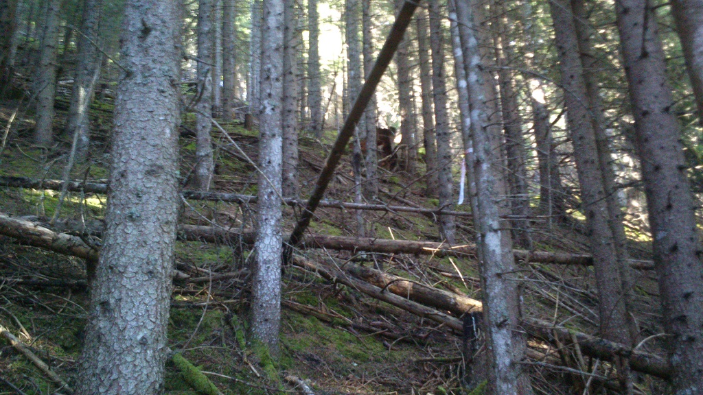 Waldbetreuung Förster_Bezirk_Spittal